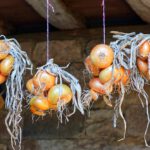 Domowe cebularze lubelskie