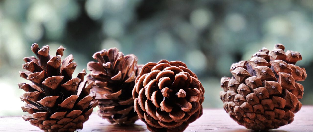 Szyszki z ryżu i krówek