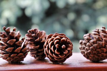 Szyszki z ryżu i krówek